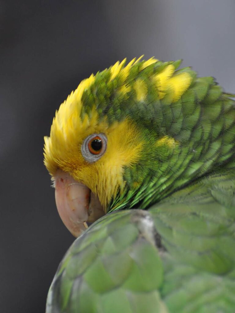 Portrait_of_Yellow-headed_Amazon_Parrot__1498128600_223.27.201.185