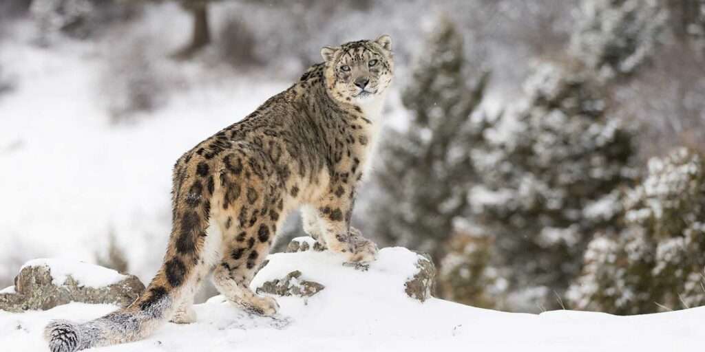 Snow-Leopard