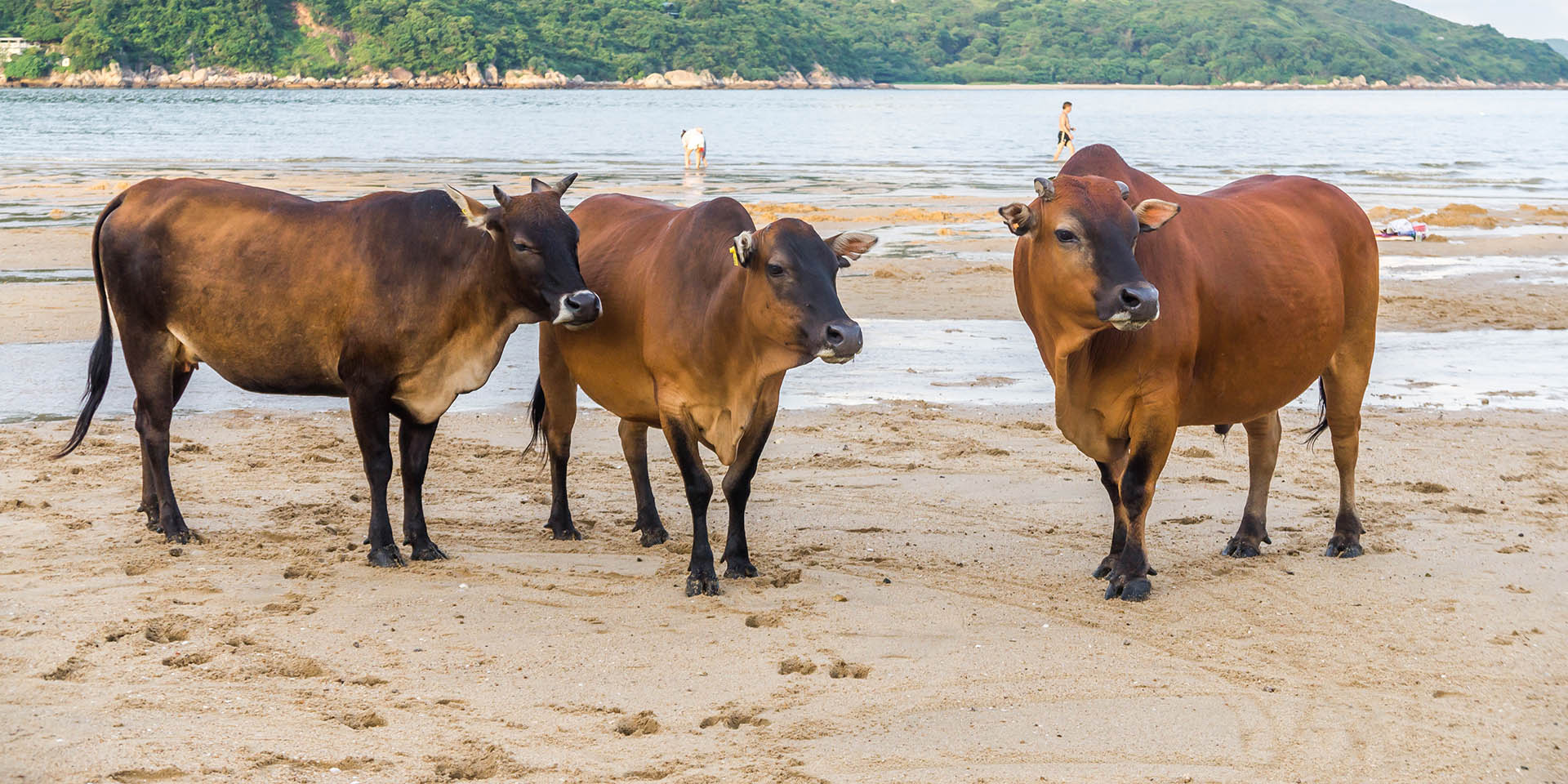 Kong cow store