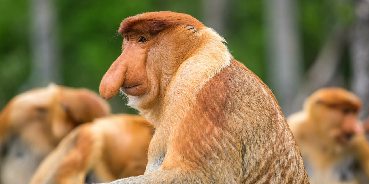 5 Animals to Look for in Brunei - Travelogues from Remote Lands 5 Animals to Look for in Brunei - Travelogues from Remote Lands