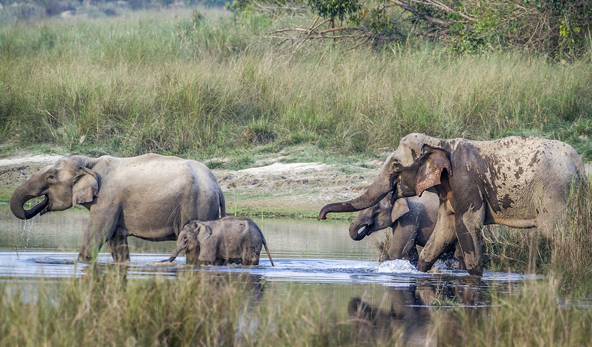 belephants