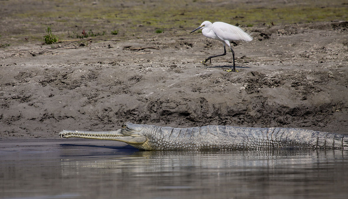 bgharial