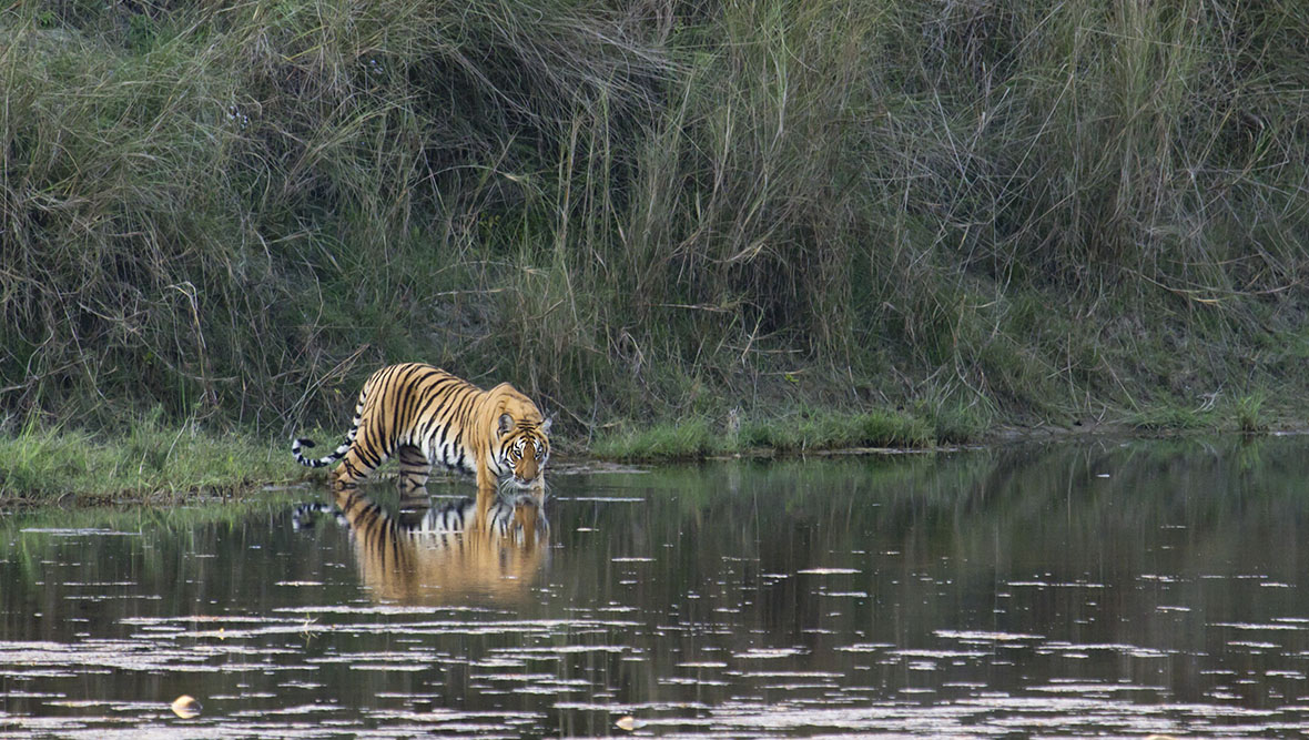 btiger2