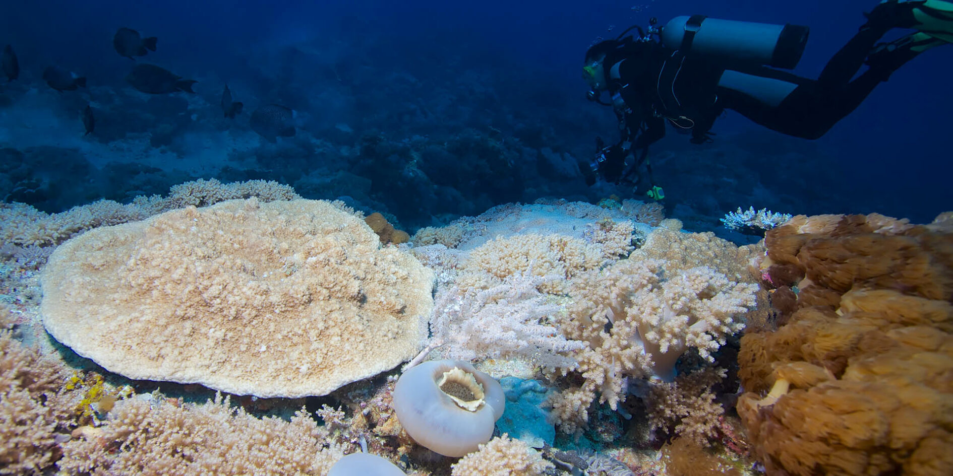 You Can Dive in Taiwan and, Yes, It's Worth It Travelogues from