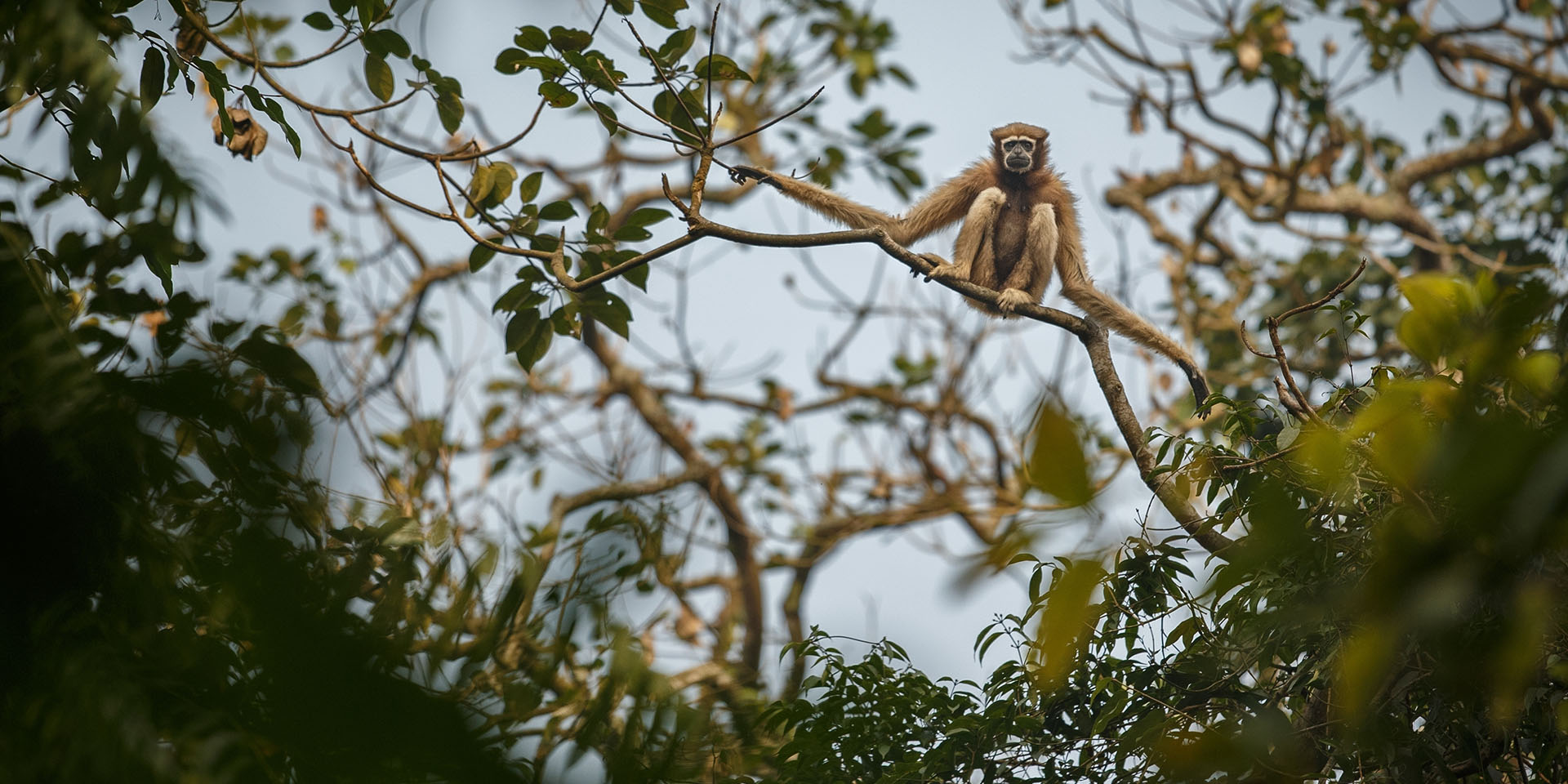 5 Rare Animals to Look for in Bangladesh - Travelogues from Remote Lands 5 Rare Animals to Look for in Bangladesh - Travelogues from Remote Lands