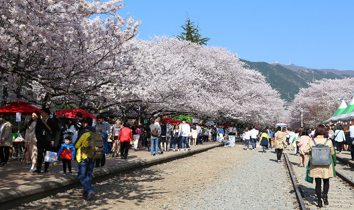 Gyeonghwa Station (Cherry Blossom Road) in Busan, Korea on 5 April 2016