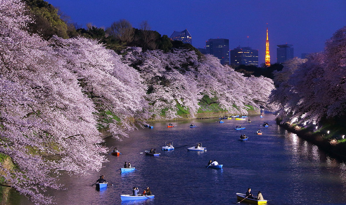 Night view of massive cherry blossoming with Tokyo tower as background. Photoed at Chidorigafuchi, Tokyo, Japan.