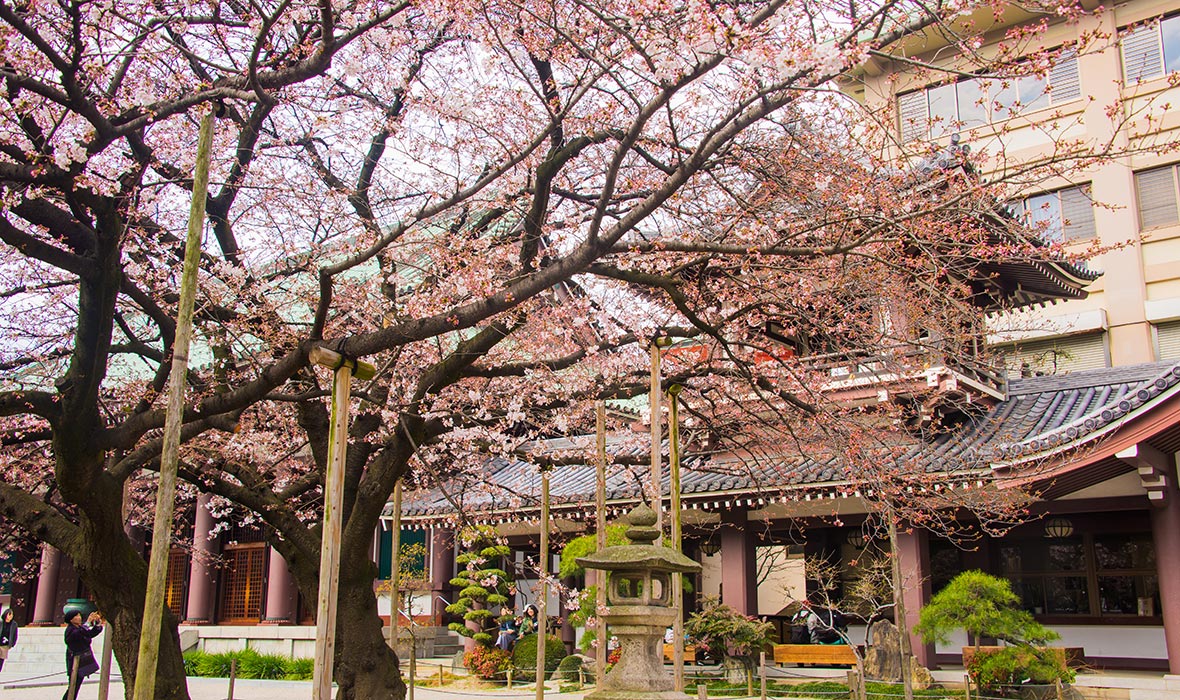 Sakura-trees-or-cherry-blossom-trees-are-blooming-painted-Shinto-temple-in-the-background-in-pink-color,-the-temple-is-in-Japan's-city-of-Nagasaki