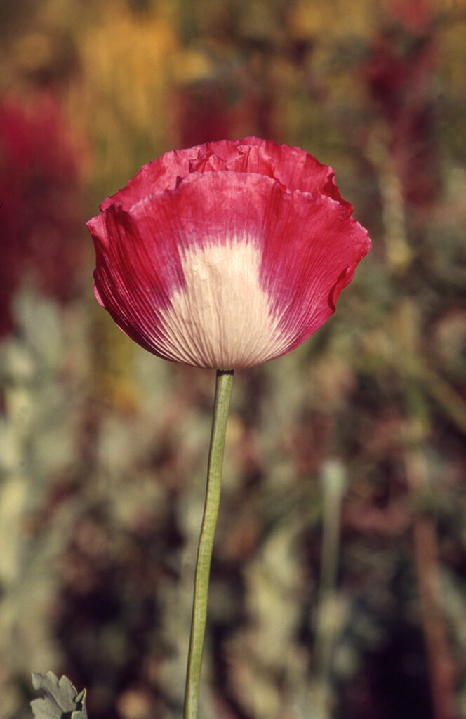 Poppy flower in Myanmar.