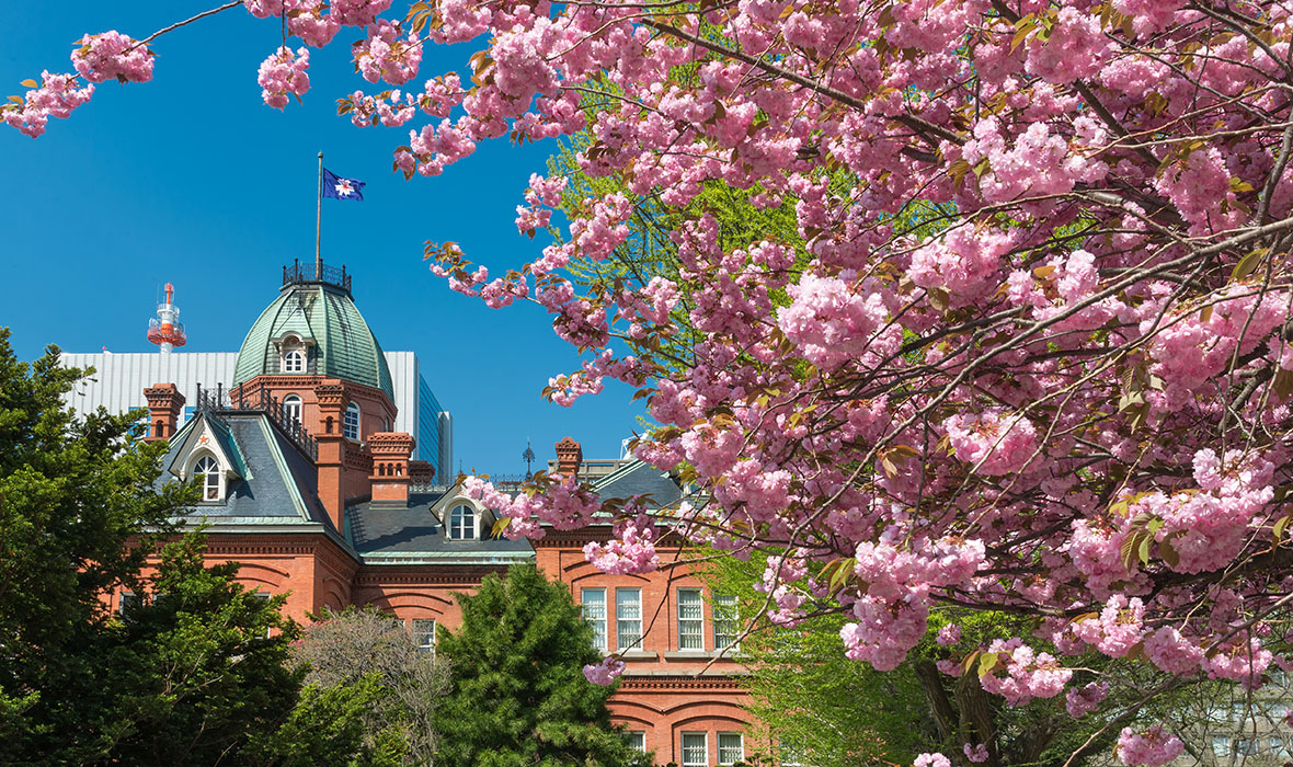 pink cherry blossom with Former Hokkaido Government Office with tulip on foreground, the public sightseeing of tourist, Sapporo, Japan