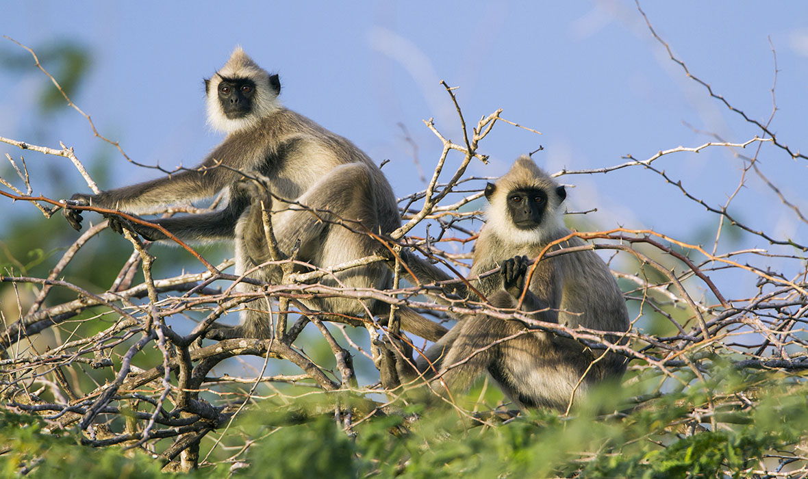 tufted gray lemurs