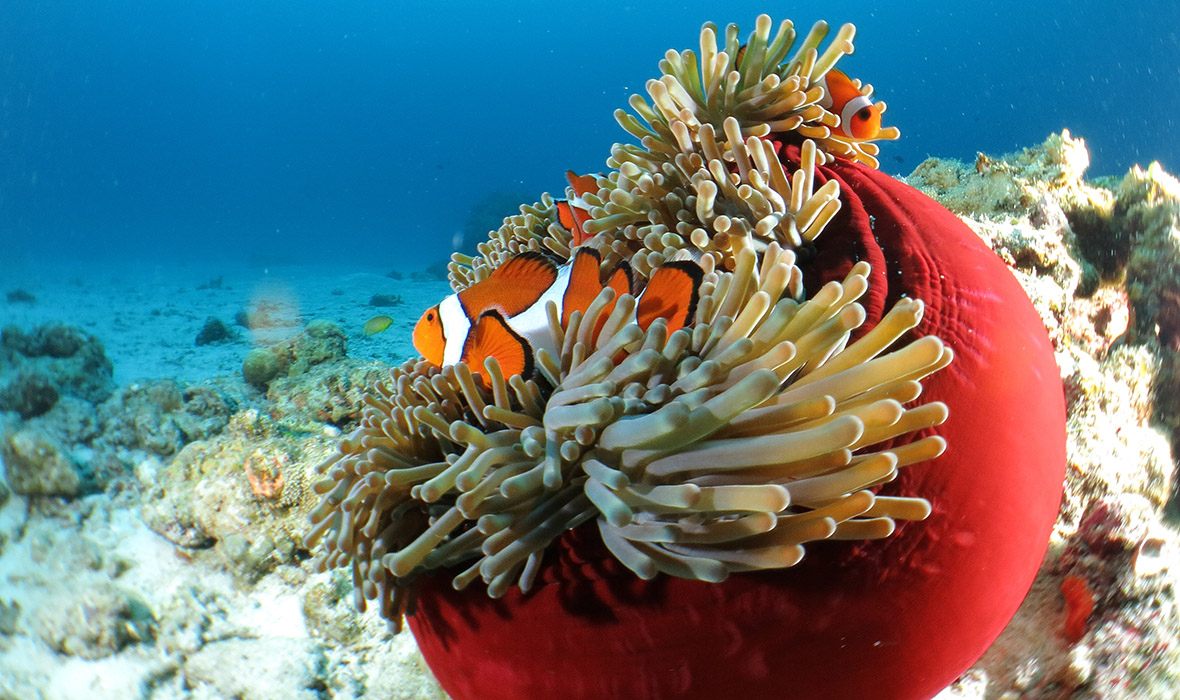 Anemonefish in vivid red sea anemone scuba diving Okinawa kerama national park