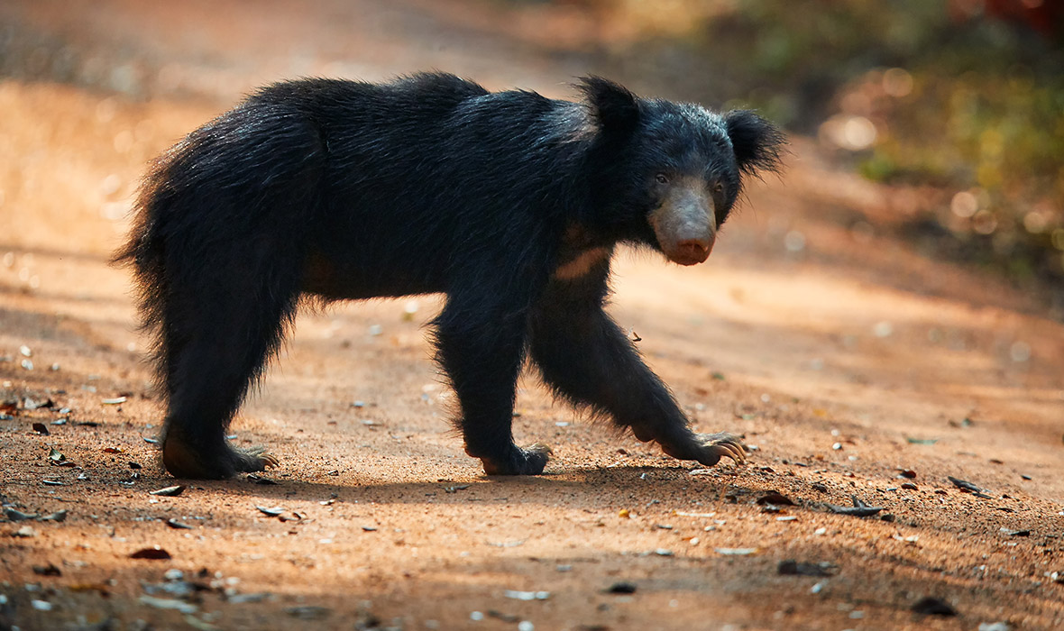 solated, wild sloth bear, Melursus ursinus, crossing the road of Wilpattu national park, Sri Lanka. Sloth bear staring directly at camera, wildlife photo.
