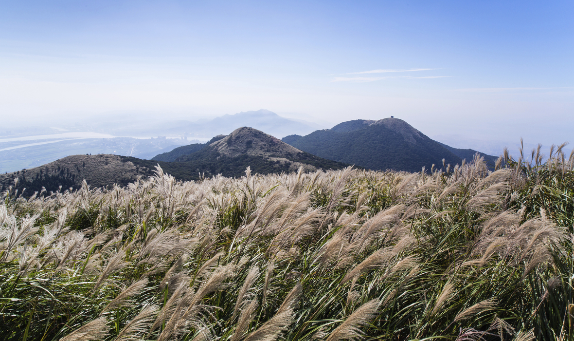 Daedunsan reed flowers