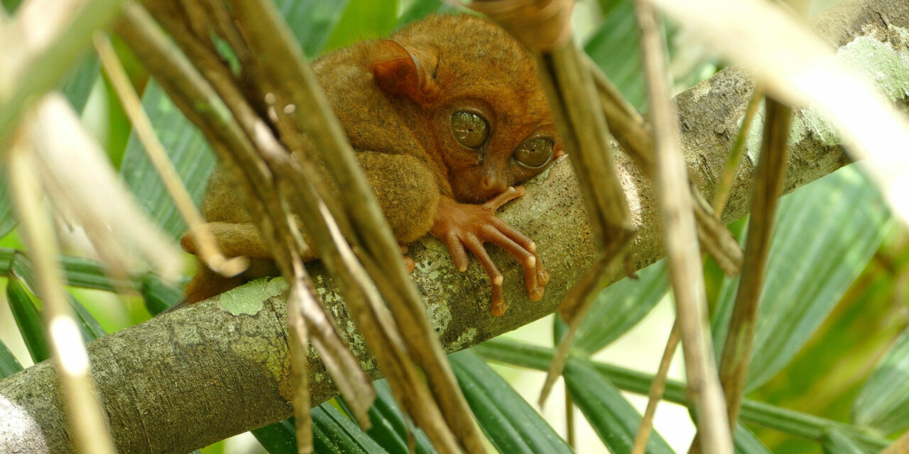 The Adorable Wildlife of the Philippines Above and Below the Water - Travelogues from Remote Lands The Adorable Wildlife of the Philippines Above and Below the Water - Travelogues from Remote Lands