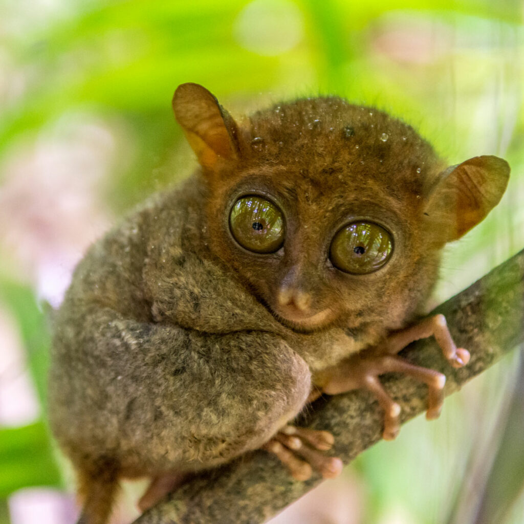 The Adorable Wildlife of the Philippines Above and Below the Water ...
