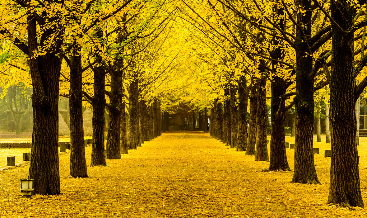 ginkgo tree-Nami Island