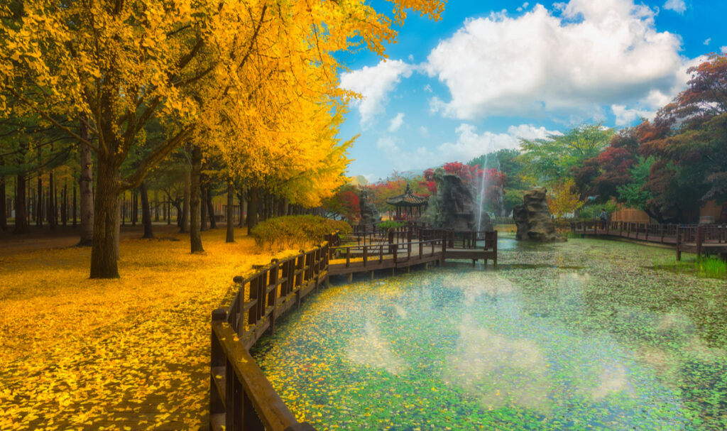 Autumn foliage at Nami Island — Korea's four dramatic seasons include spectacular fall colors from September through November