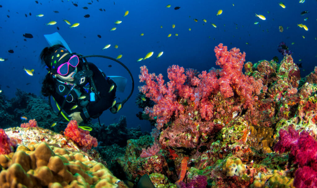5 Places to Plan Your Winter Dive in Asia - Travelogues from Remote Lands
