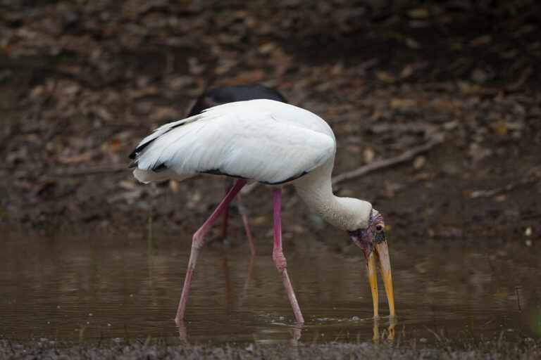 Milky-Stork