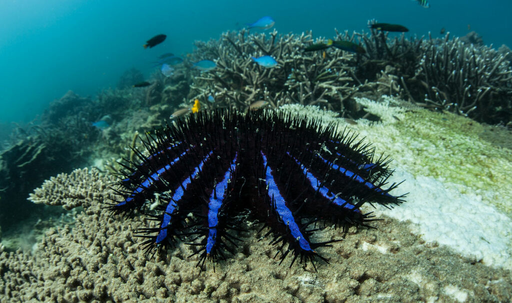5 Places to Plan Your Winter Dive in Asia - Travelogues from Remote Lands