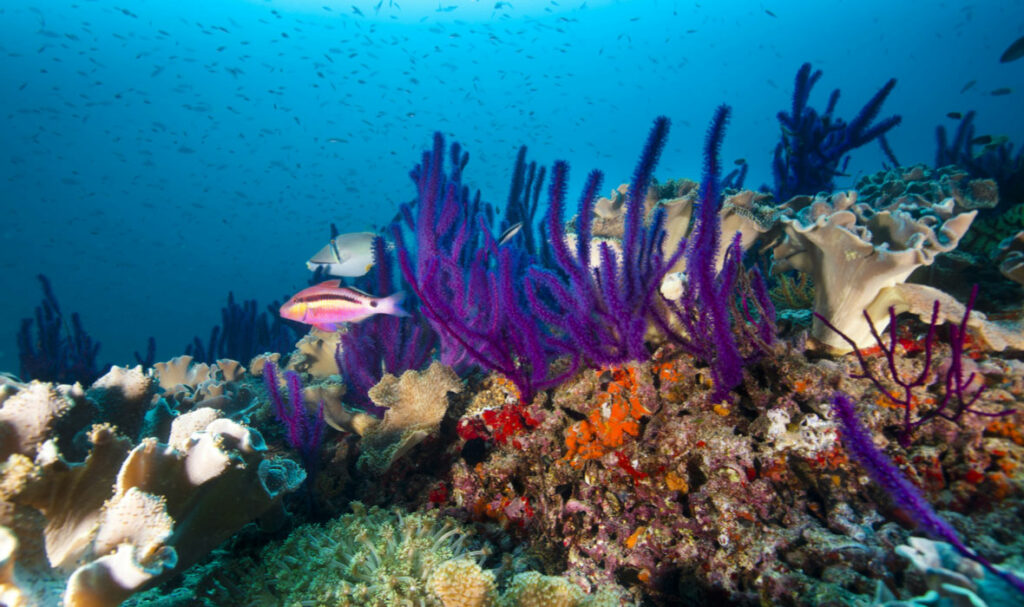 5 Places to Plan Your Winter Dive in Asia - Travelogues from Remote Lands