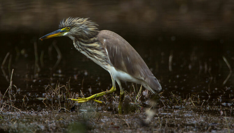 PondHeron