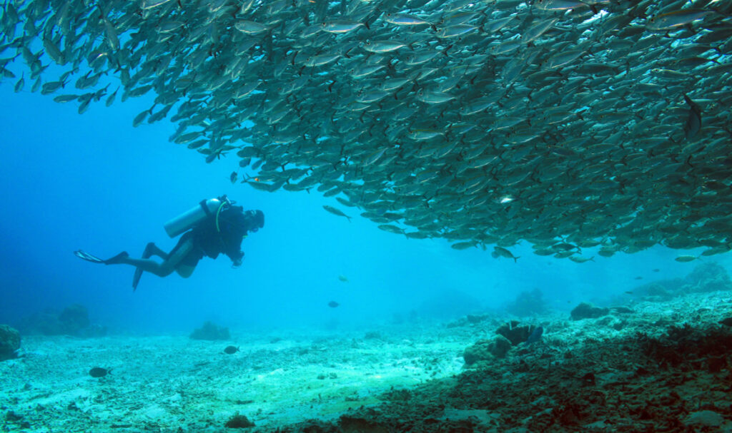 5 Places to Plan Your Winter Dive in Asia - Travelogues from Remote Lands