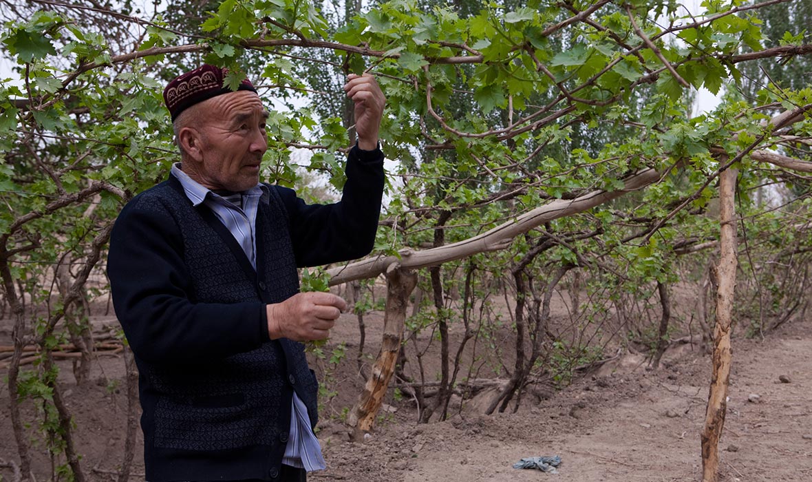 Turpan-Wine