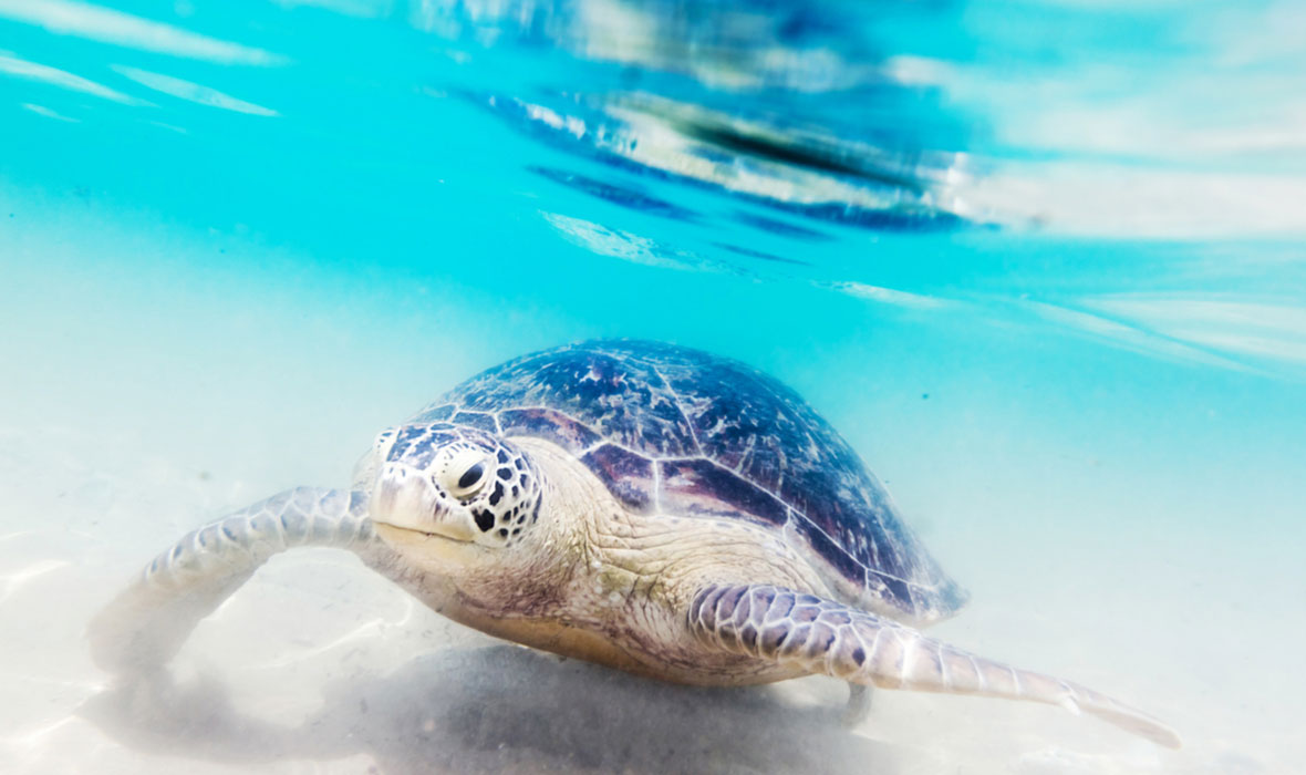 Turtle-at-Hikkaduwa-beach
