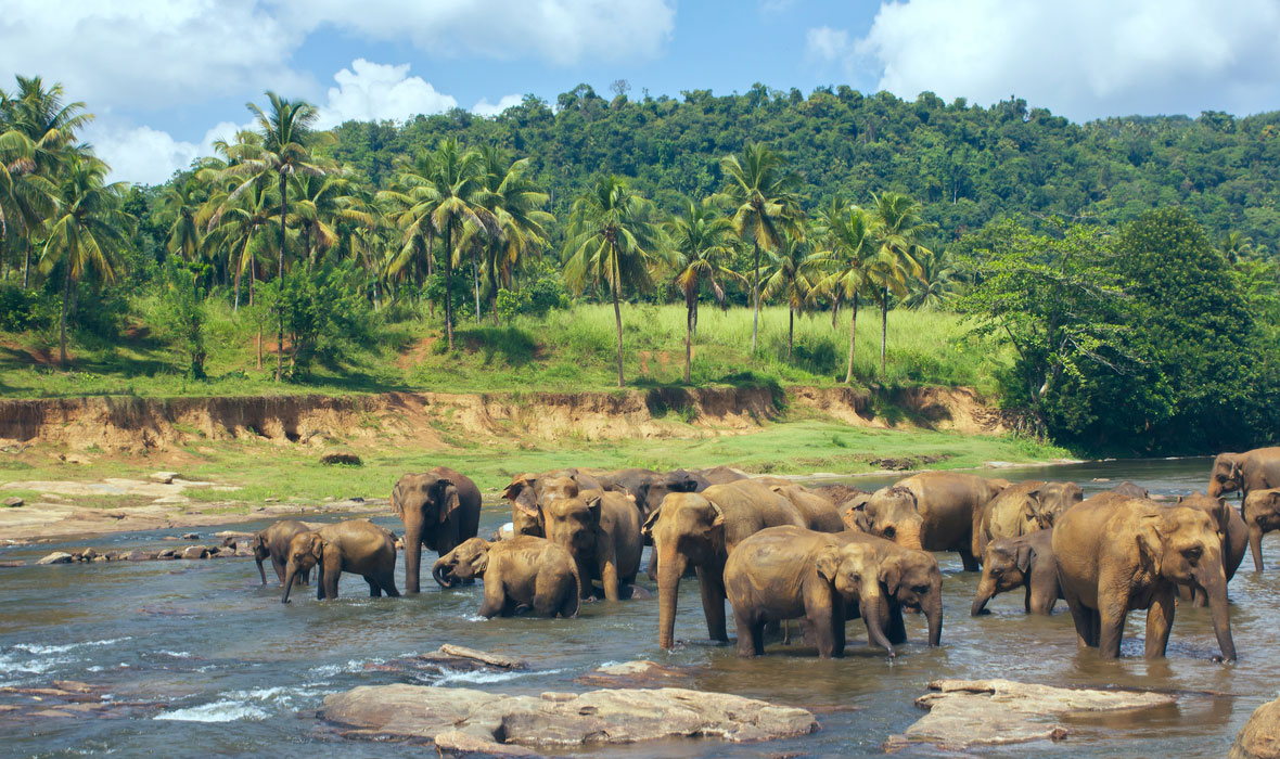 Pinnawala-Elephant-Orphanage