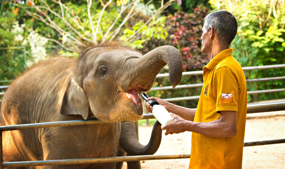 Pinnawala-Elephant