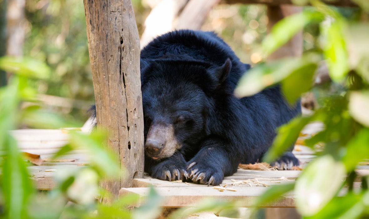 Wild-bear-rescue-centre