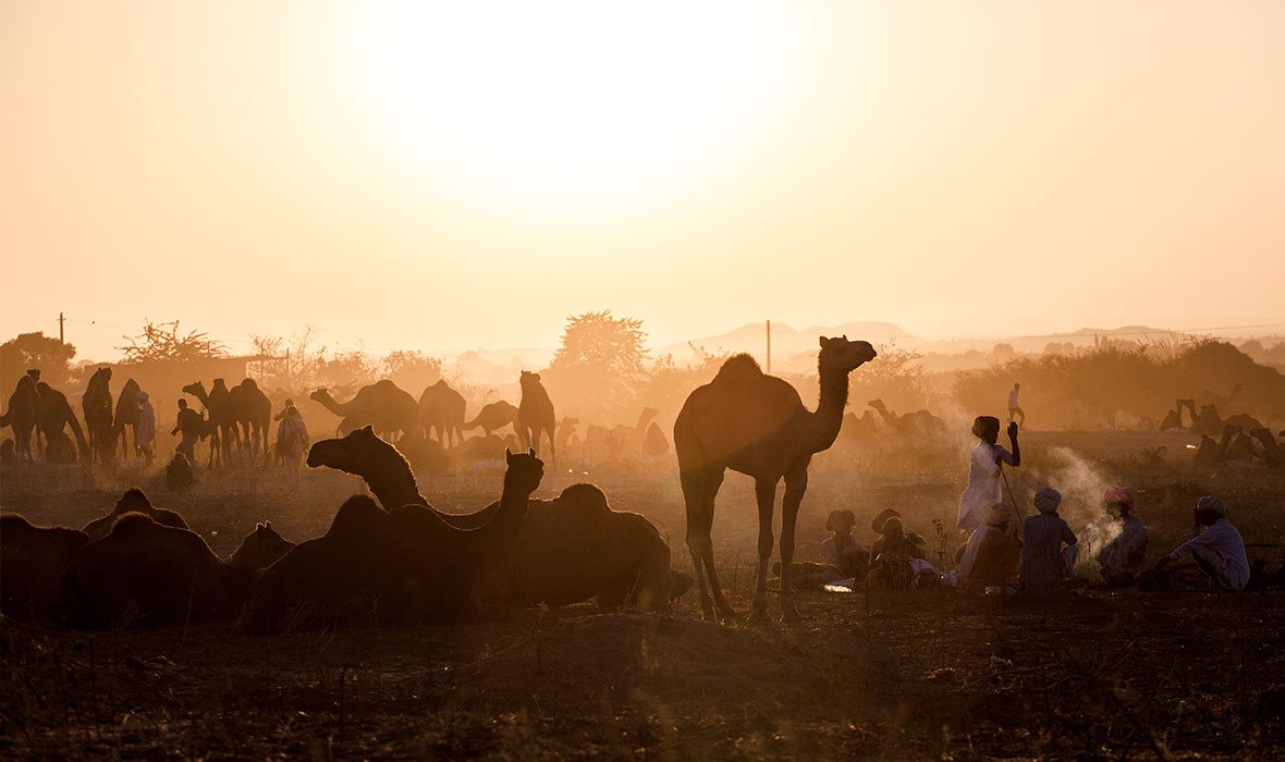 10-Sunset-over-camels