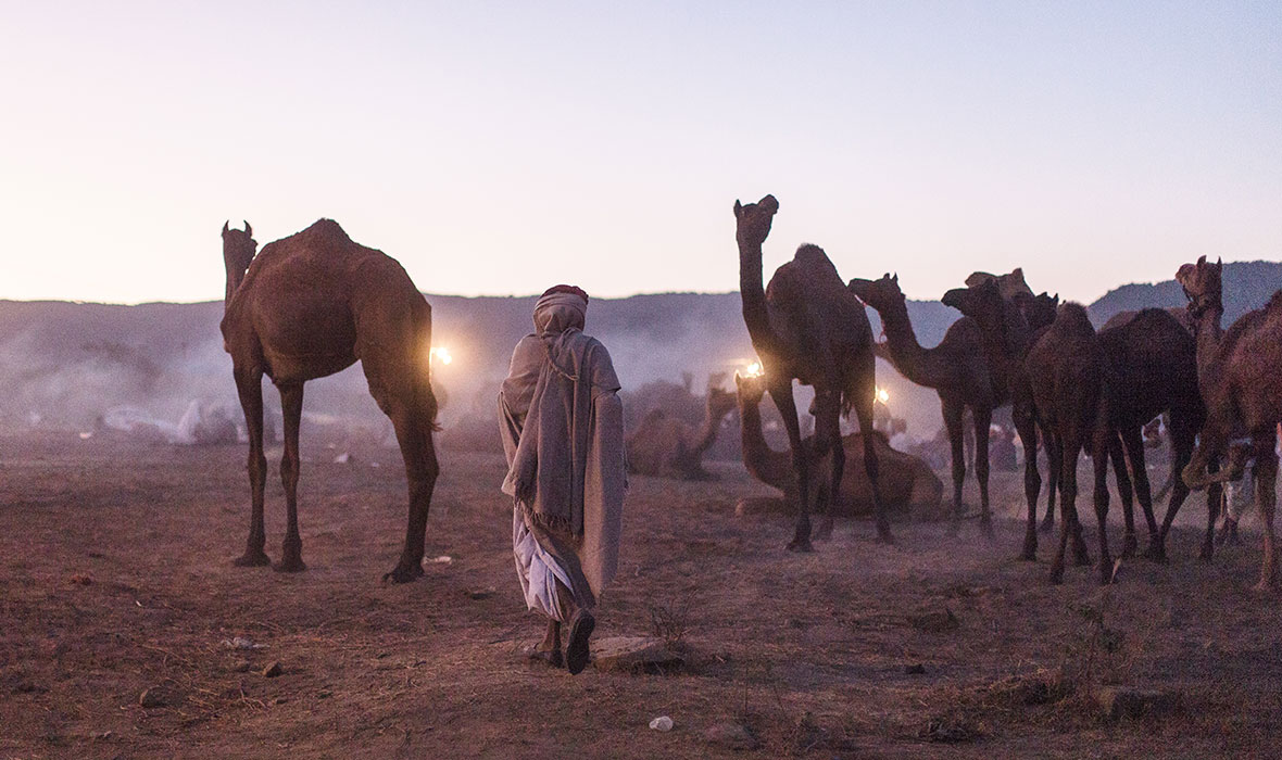 19-Camel-herder-at-the-dawn