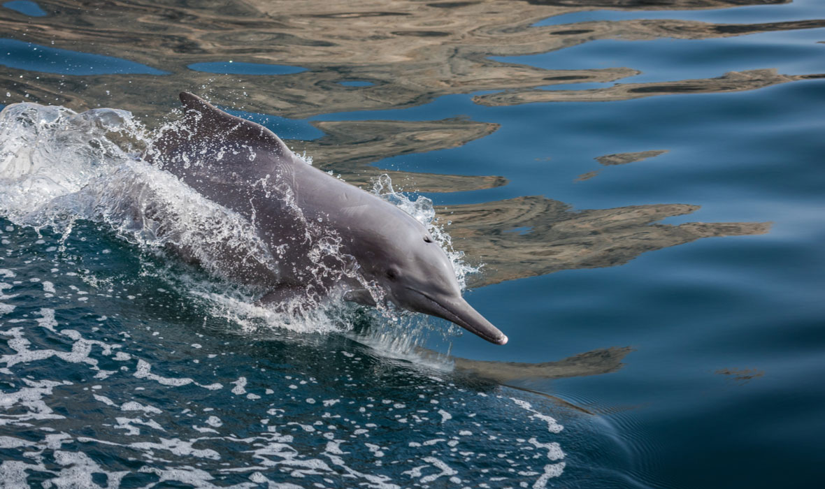 _Dolphins-of-Oman