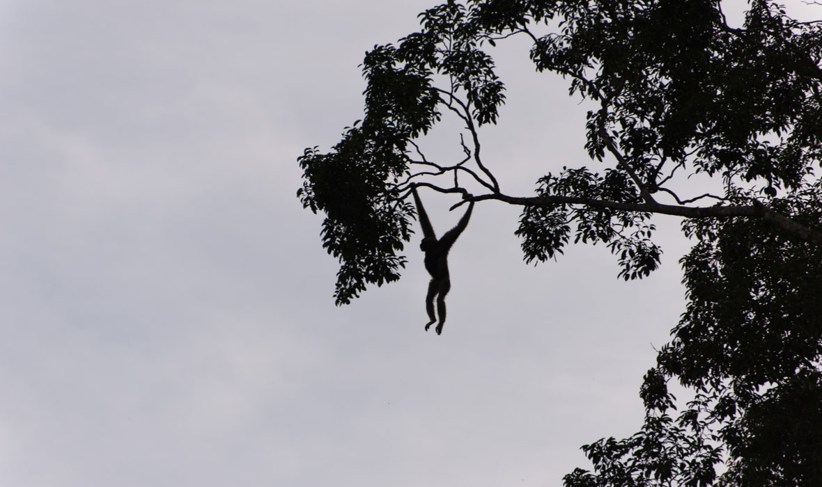 gibbon-3