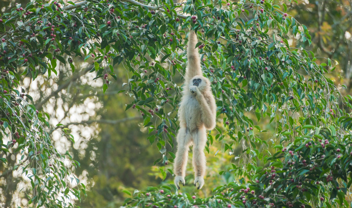 gibbon-4