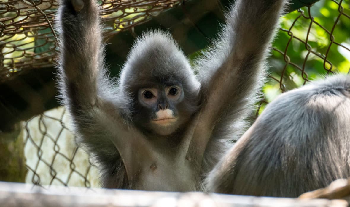 Cuc-Phuong-National-Park-2