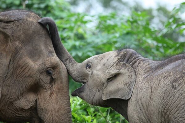 Elephants at MandaLao.