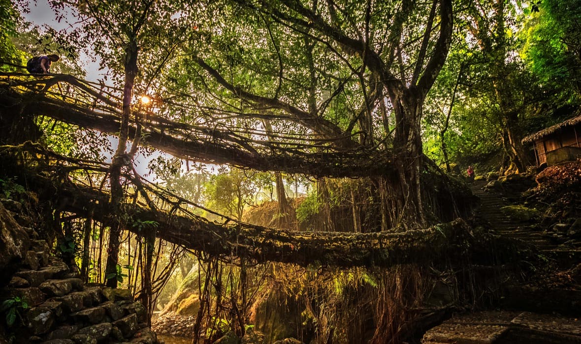 Mockingbird lemmer Fange A Nature Lover's Guide to Meghalaya - Travelogues from Remote Lands