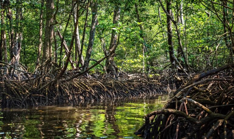 Mangroves of the Andaman and Nicobar Islands.
