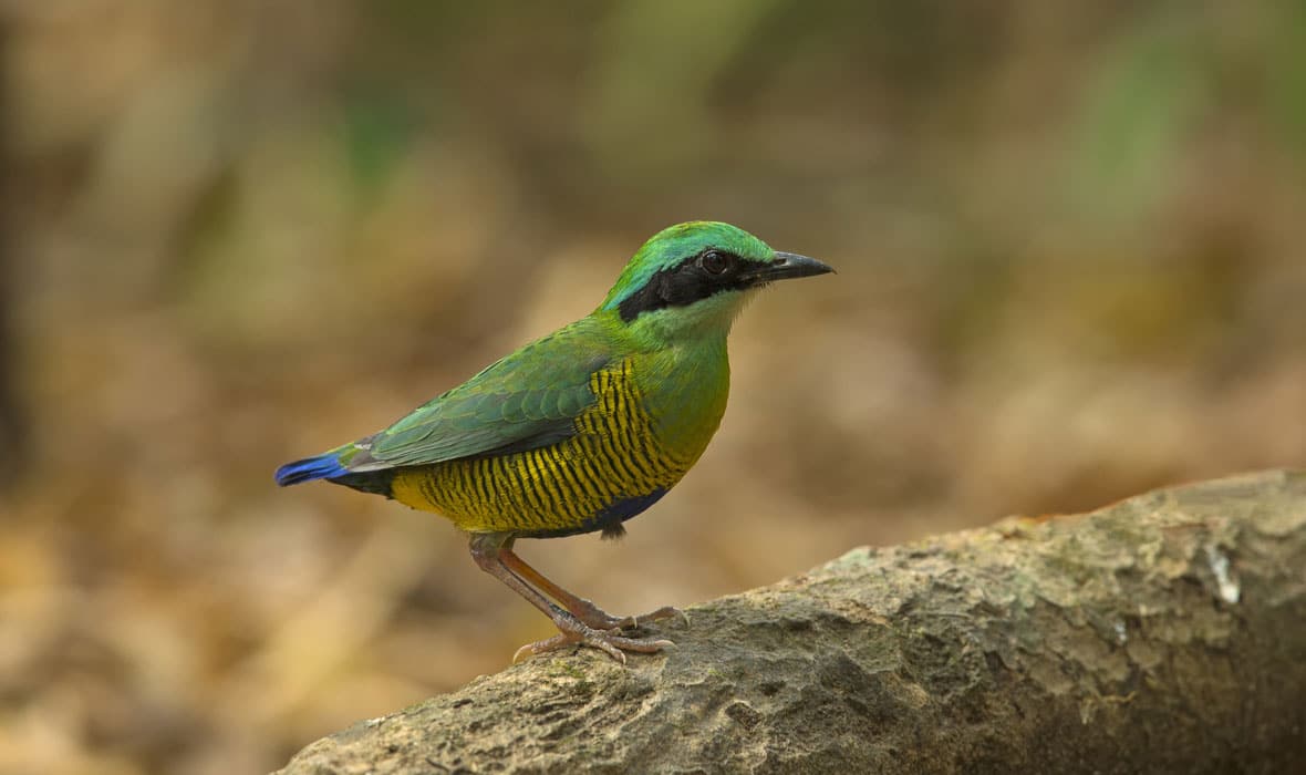 Nam-Cat-Tien-National-Park-2
