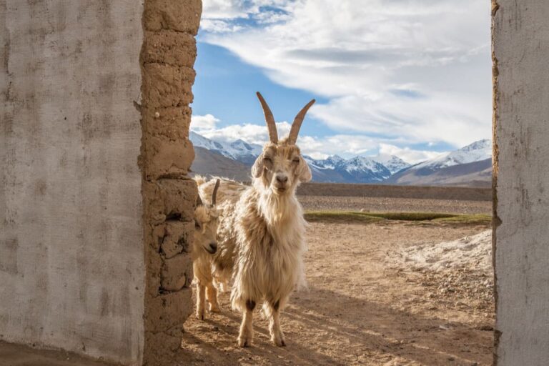 Goat outside of lodgings on the Pamir Highway.
