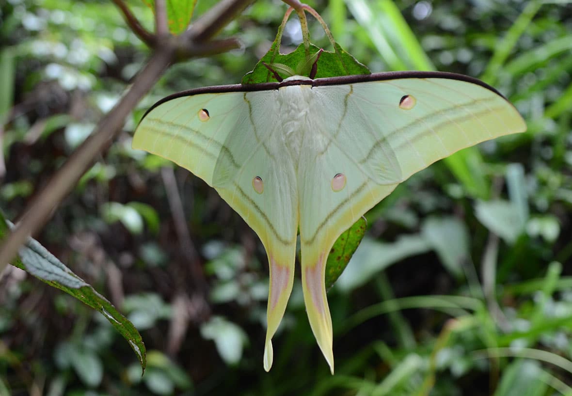 Tam-Dao-National-Park