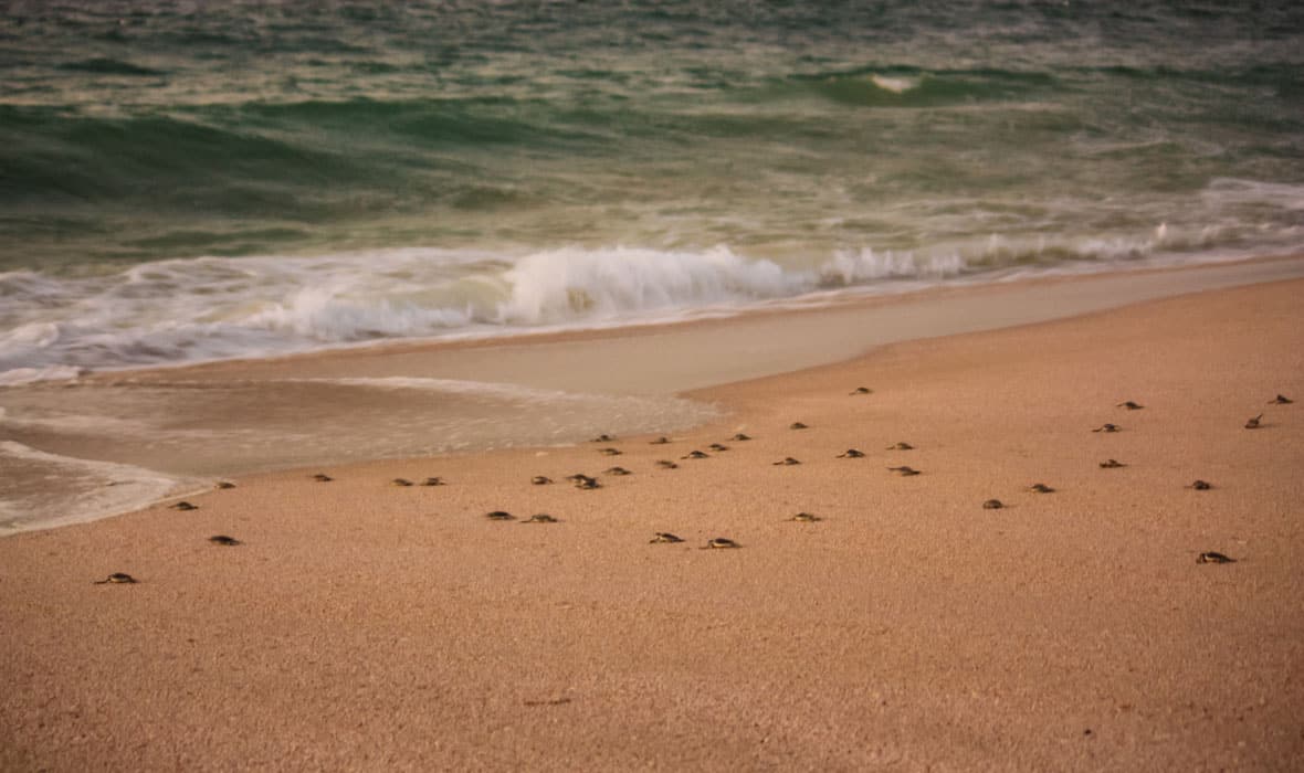 Turtles-1