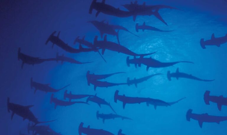 Swarming hammerheads off of Yonagumi.