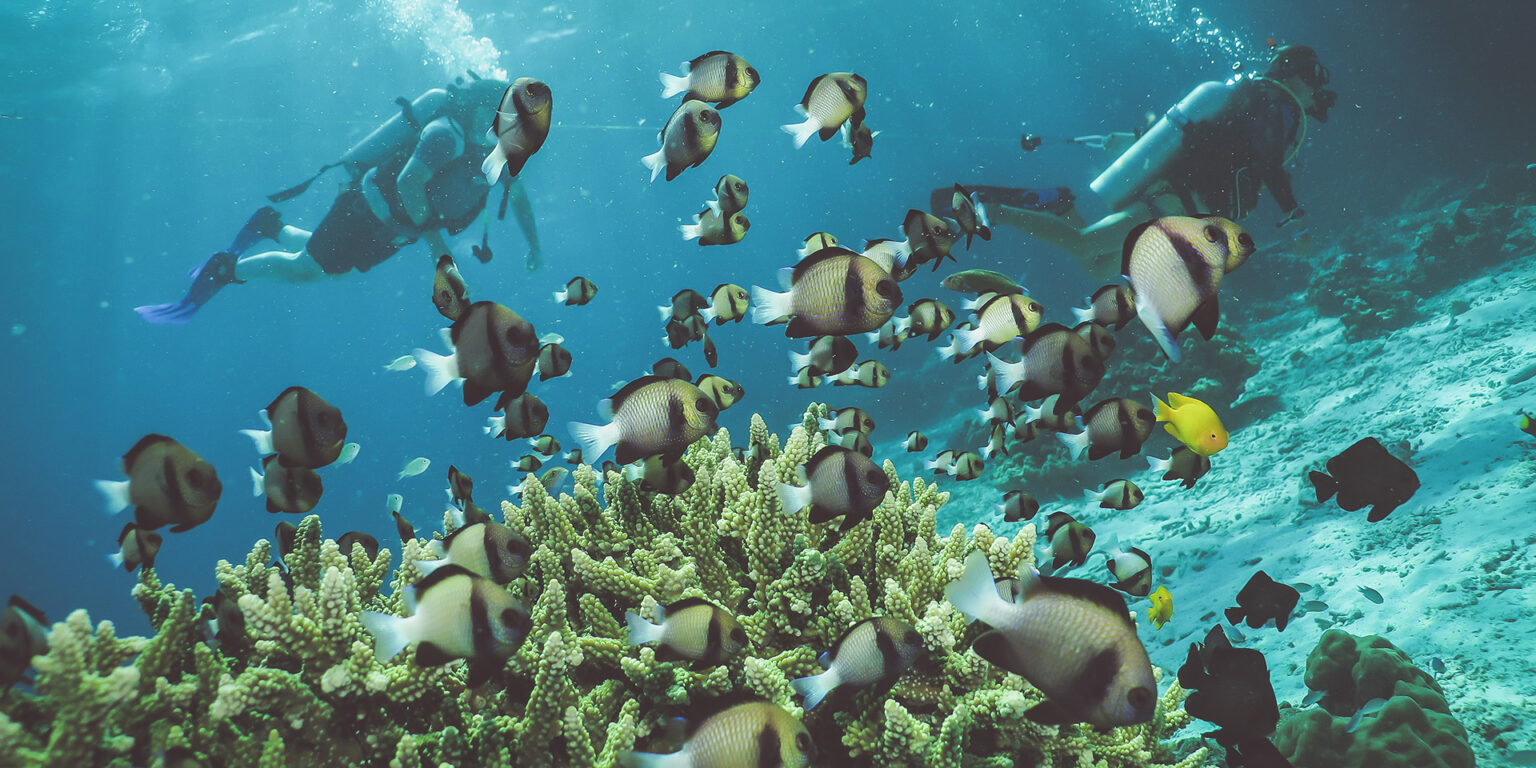 Diving Krabi and Phuket 5 Interesting Sites Under the Andaman