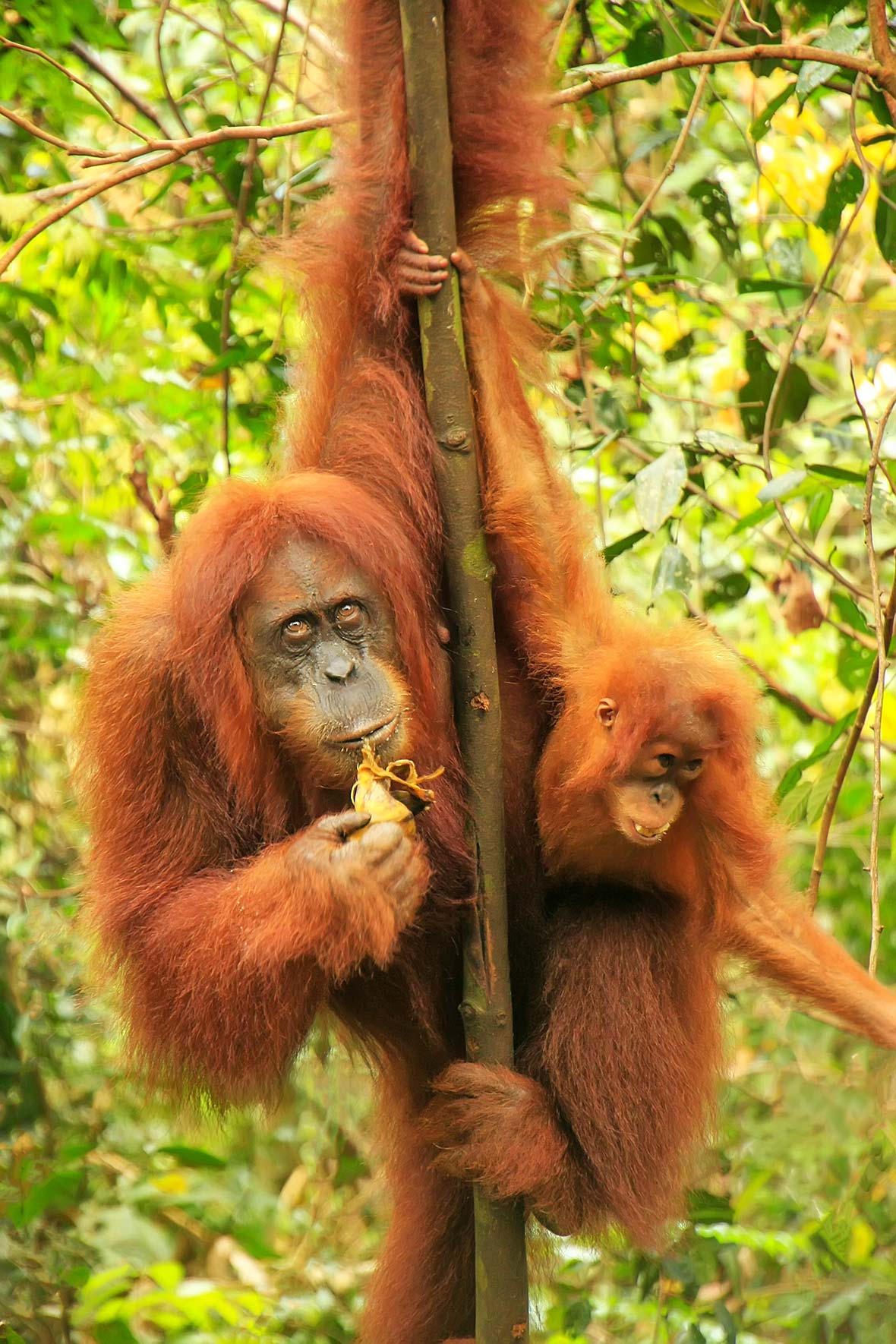 Apes-Gunung-Leuser-02