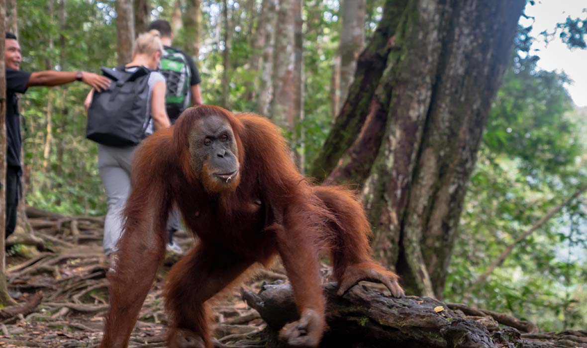 Apes-Gunung-Leuser-03